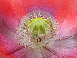 Macro closeup close flower stamen petals pretty poppy plants plant garden gardens