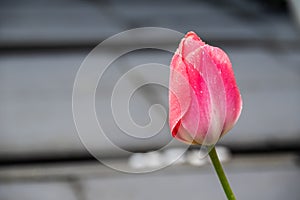 Macro closeup of closed pink and white red tulip in spring with blurry background and water rain dew drops