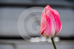 Macro closeup of closed pink and white red tulip in spring with blurry background and water rain dew drops