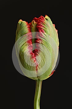 a macro closeup of colorful red and green parrot tulip.