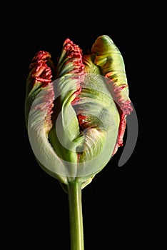 a macro closeup of colorful red and green parrot tulip.