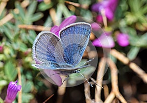 Cupido staudingeri , Staudinger`s blue butterfly photo