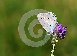 Cupido staudingeri , Staudinger`s blue butterfly photo