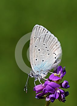 Cupido staudingeri , Staudinger`s blue butterfly photo