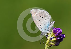 Cupido staudingeri , Staudinger`s blue butterfly photo