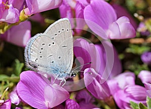 Cupido staudingeri , Staudinger`s blue butterfly o n flower photo