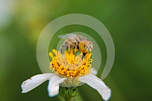 Macro closeup cute flower flie