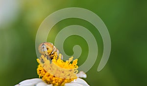 Macro closeup cute flower flies or Hoverfly