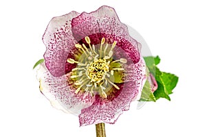 macro closeup of deep pinl Christmas rose flower and bud with leaves of Helleborus on white