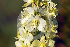 Delphinium semibarbatum flower , flora Iran photo