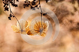 Macro closeup of dried dry skeleton leaves petals of hydrangea flowers