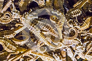 Macro closeup of dried seahorses souvenirs or chines alternative medicine illegal merchandise