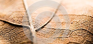 Macro closeup of a dry leaf