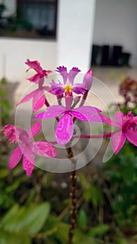 Macro closeup Epidendrum