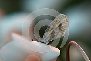 Macro closeup of a flower and beautiful butterfly on it on blurry background