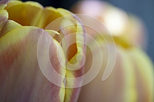 Macro closeup flower bouquet