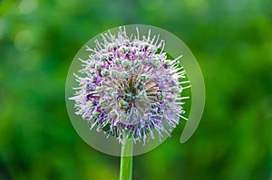 Macro closeup of a flowering giant onion, beautiful decorative garden plant with purple flower globes with a red and black striped