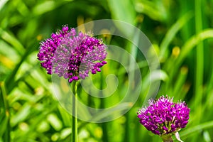 Macro closeup of a flowering giant onion plant, beautiful decorative garden plant with purple flower globes, nature background photo