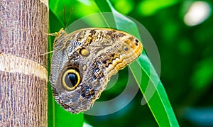 Macro closeup of a forest giant owl butterfly, beautiful tropical insect specie from america photo