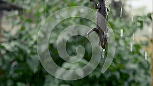 Macro closeup of a geko while raining outside in slowmotion. rubber toy. 1920x1080