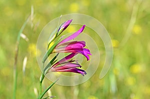 Gladiolus italicus , field gladiolus flower in green yellow background photo