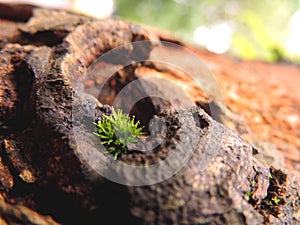 A macro closeup of grass grown on a tree bark