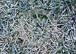 Macro closeup of a grass pasture in winter season, grass blades covered in white snow crystals, natural winter garden background