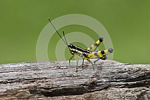 Macro closeup of grasshopper on wood