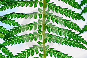 Macro closeup green fern leaf  plant background