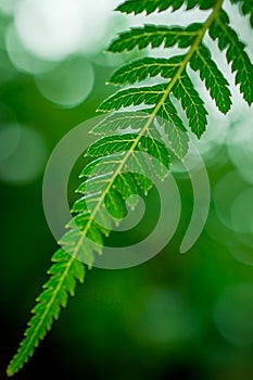 Macro closeup green fern leaf  plant background