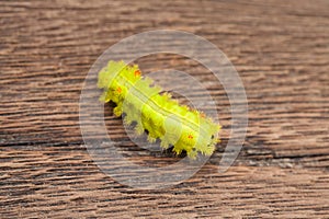 Macro Closeup Of A Green Io Moth Caterpillar , Moth Caterpillar