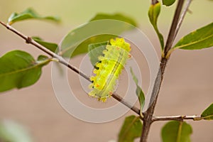 Macro Closeup Of A Green Io Moth Caterpillar , Moth Caterpillar