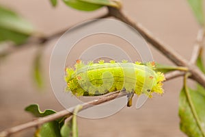 Macro Closeup Of A Green Io Moth Caterpillar , Moth Caterpillar