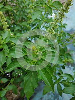 macro closeup of green leaves branch of Ocimum basilicum garden herbal kitchen plant with white flowers, Thai basil, great basil.