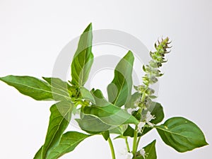 macro closeup of green leaves branch of Ocimum basilicum garden herbal kitchen plant with white flowers, Thai basil, great basil.