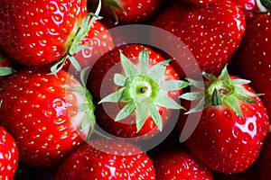 Macro closeup of group isolated fresh ripe red strawberries with green leaves