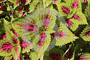 Macro closeup from a group of red pink yellow green plant leafs