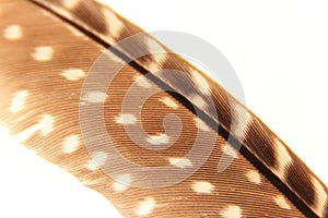 Macro close-up of a guineafowl feather photo