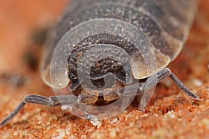 Macro closeup on the head of a Rough woodlouse, Porcellio scaber