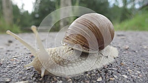 Macro closeup of Helix pomatia Roman snail known as Burgundy snail it is an edible snail escargot mollusk from the