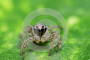 macro closeup on Hyllus semicupreus Jumping Spider on green leaf