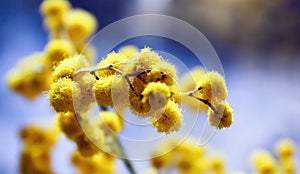 Macro closeup inflorescence of blooming Acacia dealbata also known as silver wattle, blue wattle or mimosa flower.