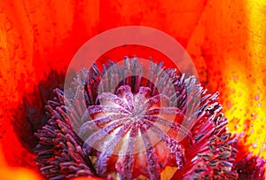Macro closeup of isolated bright red oriental puppy blossom papaver orientale, inside details of star-shaped purple pistil