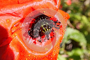 Macro closeup of isolated red corn poppy flower papaver rhoeas with wet papery petals and rain drops focus on seed pot