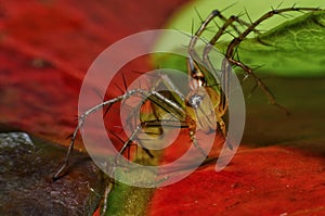 Macro closeup Java Lynx Spider ,Jumping Spider on green leaf