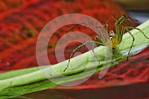 Macro closeup Java Lynx Spider ,Jumping Spider on red leaf