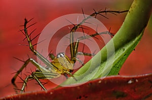 Macro closeup Java Lynx Spider ,Jumping Spider on red leaf