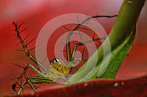 Macro closeup Java Lynx Spider ,Jumping Spider on red leaf