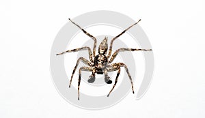 Macro closeup of jumping spider