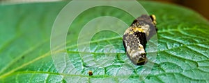 Macro closeup of king swallowtail caterpillar with a egg, butterfly in the larva stage, tropical insect specie